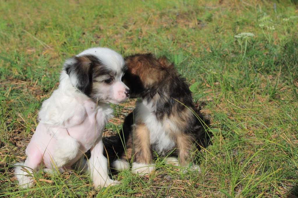 Alfa Laval Captain Igor Akinfeev