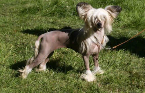 Habiba Have You Confessed 