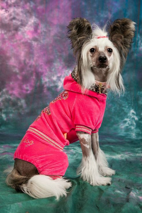 Dogland Happy Passion