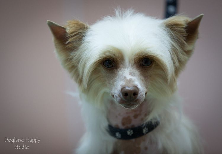 Dogland Happy Sparta