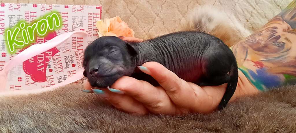 Kunal HaFi of Purple Rain