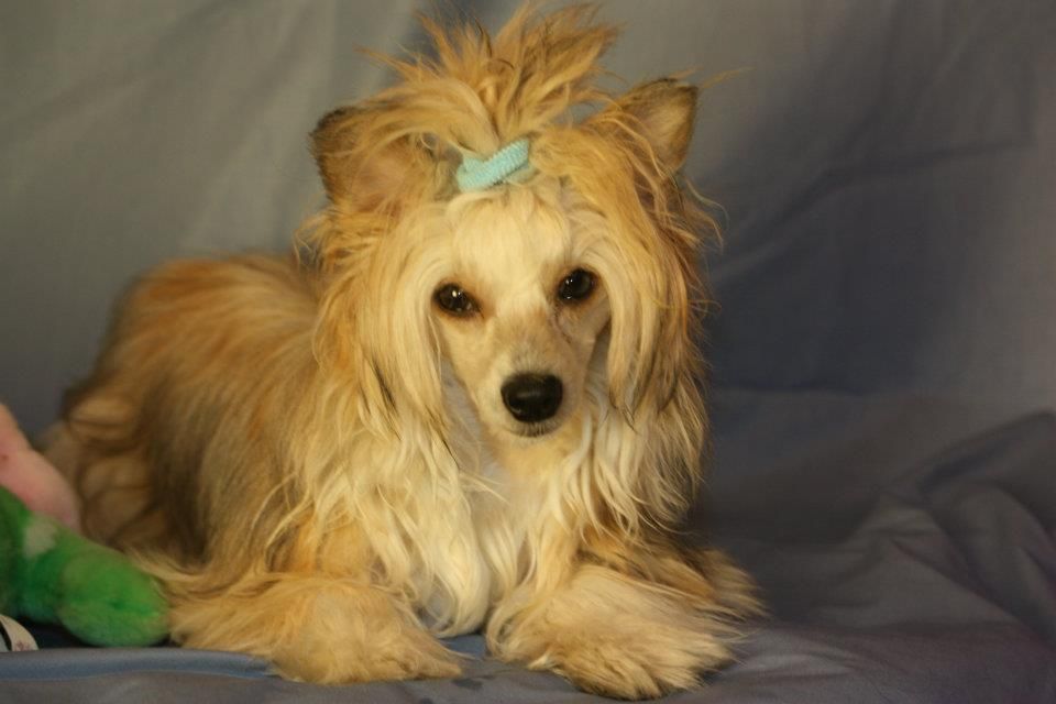 Tailswing's I Feel Fine 