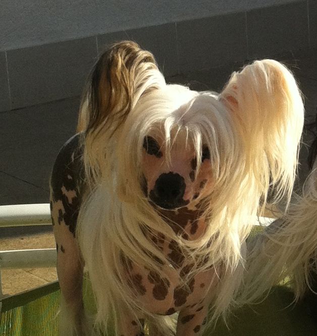 Giulietta Edizione Limitata de BLEU ARGENT