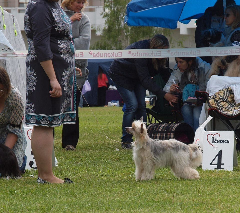 Furiya and Furiya ot Volnogo Psa