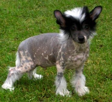 Tippytoes Hocus Pocus