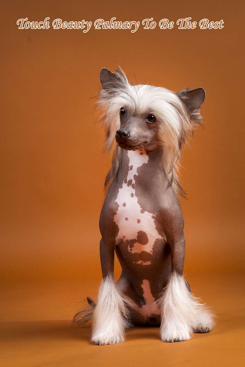 Touch Beauty Palmary To Be The Best