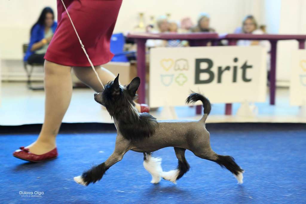 Incanto Del Mondo Challenge to Everyone