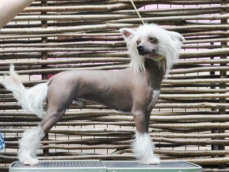 Dasha Cabaret Moon River