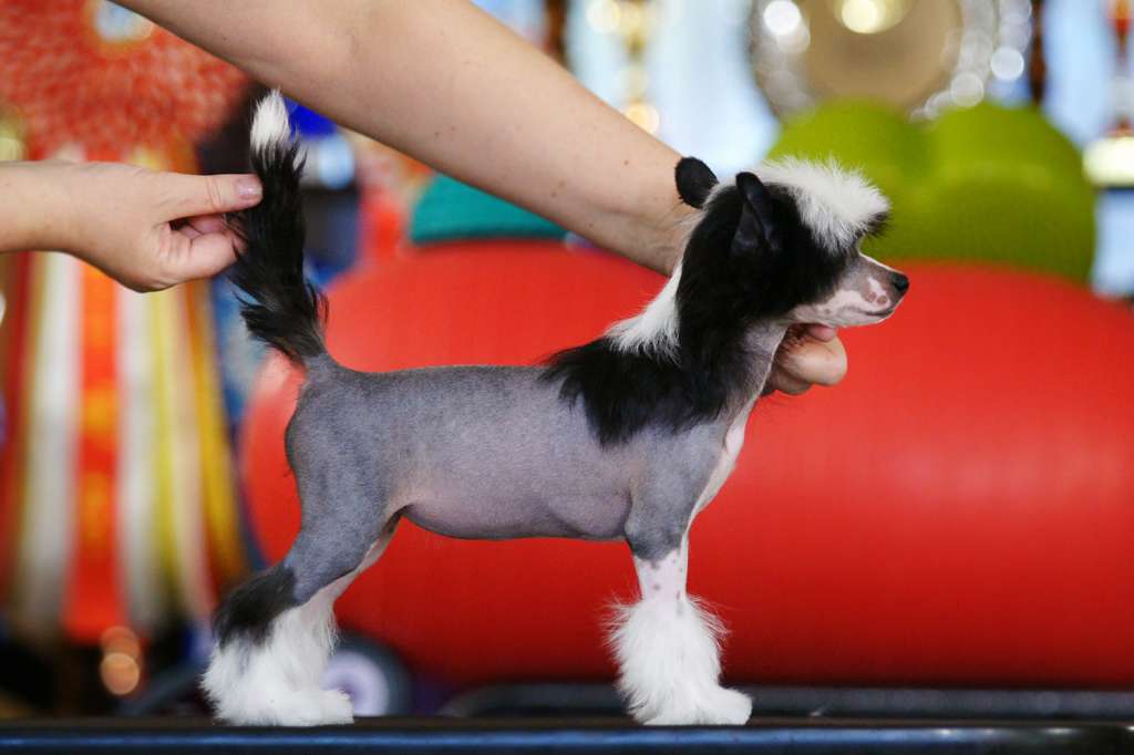 Incanto Del Mondo Fantastic Kamila