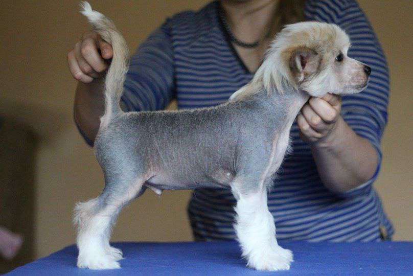 Skywalker Rosa Thea Fci