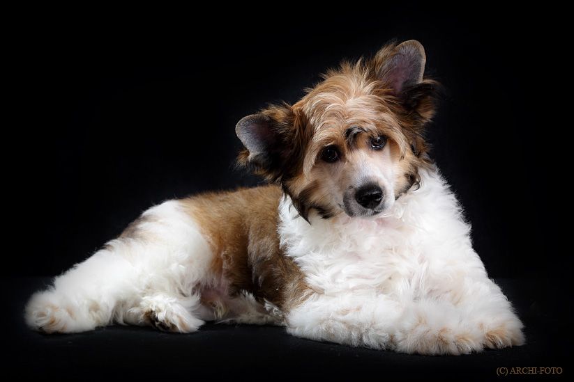 Cyclamen Tropical Paradize