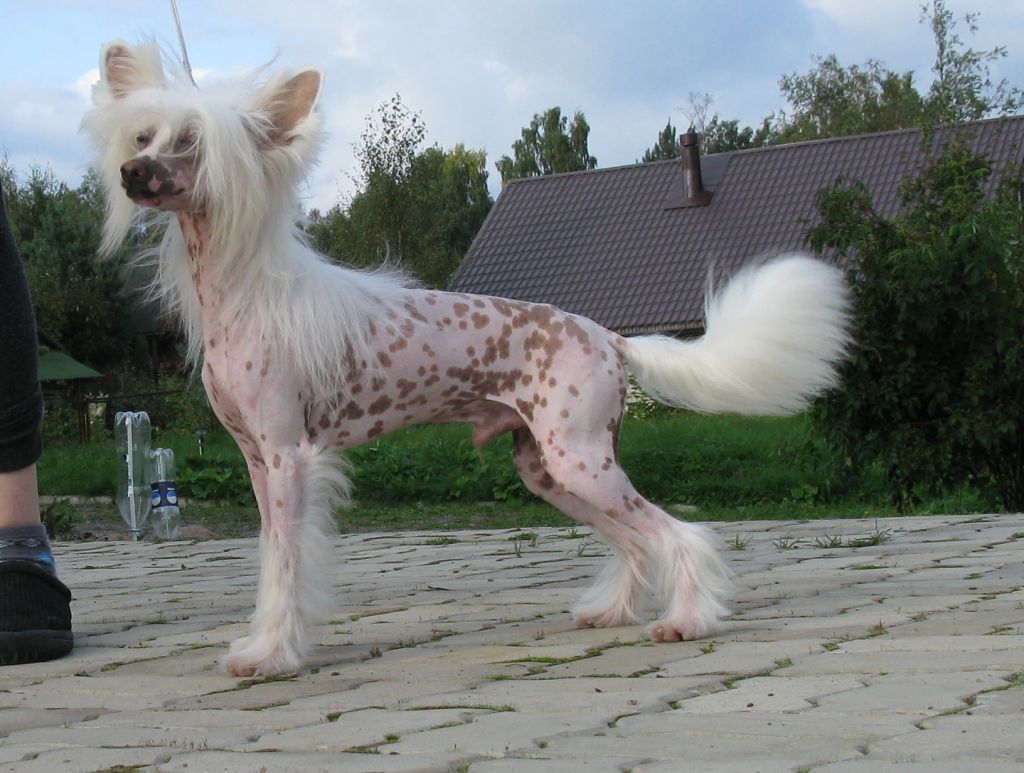 Vernisazh Mari De Goll