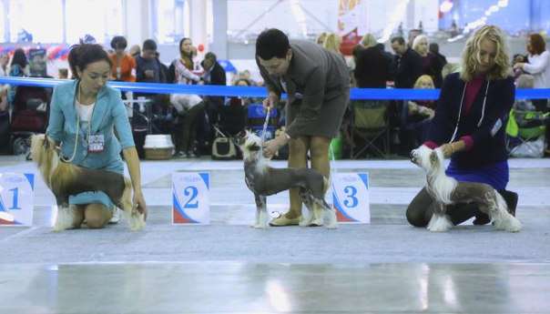 Sunstreaker Hippie Trail