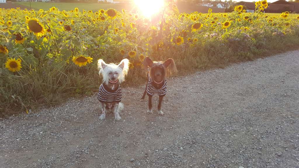 Magic Carpet's Event Horizon