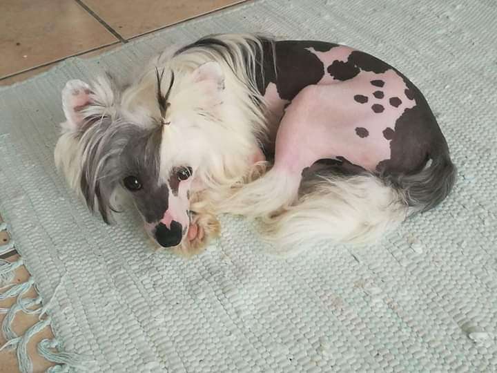 Krescendo Easy Lover of Johlinstar