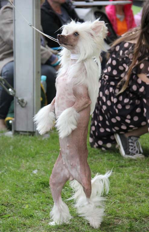 CHARLOTTE  Insolite Familier