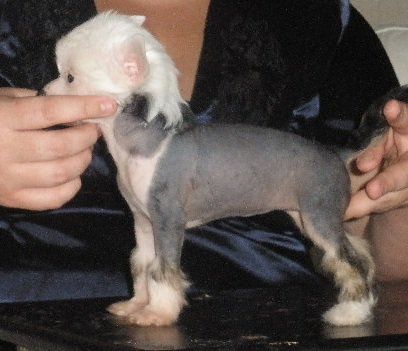 Flashmi's Sirius JerseyShore