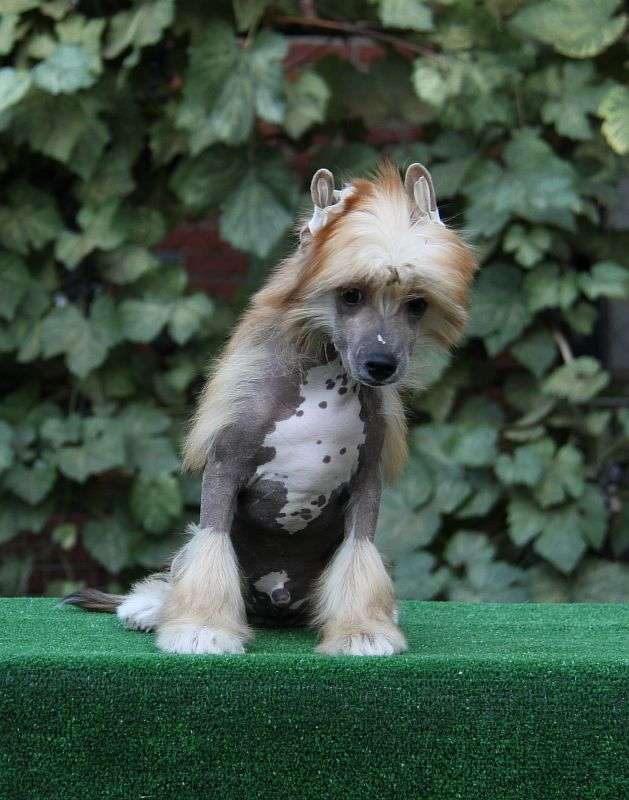 Zheneva-Debjut Led Zeppelin