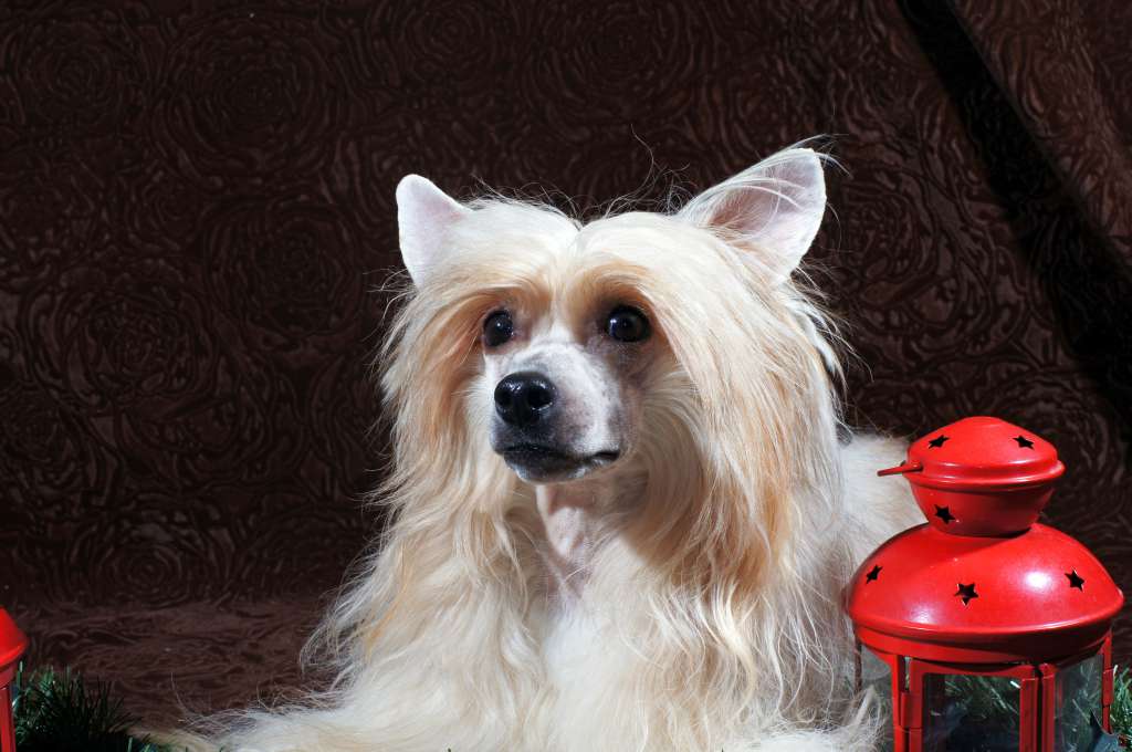 Marius Molosos Gratzi