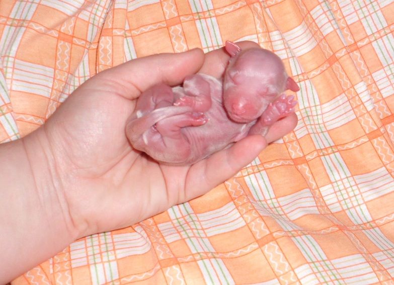 Xena de L'Essence de Mon tout