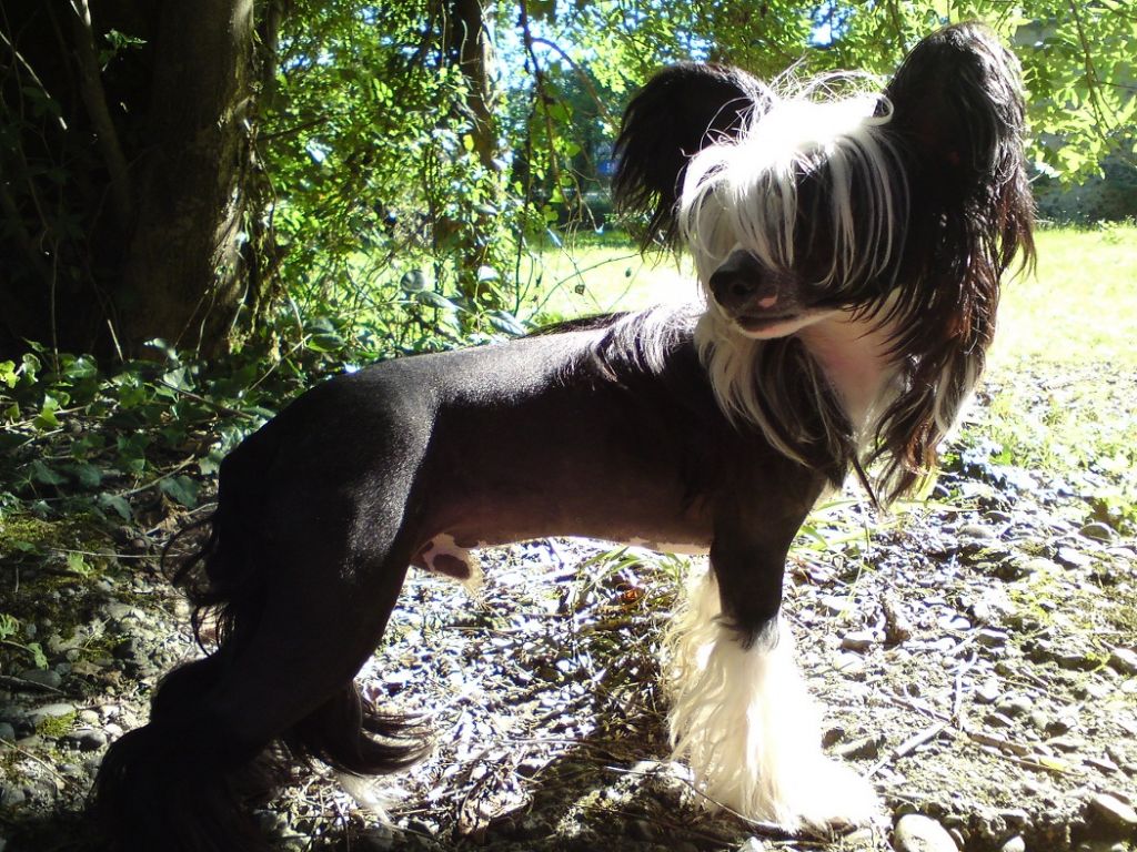 Benjamin CrestedGang