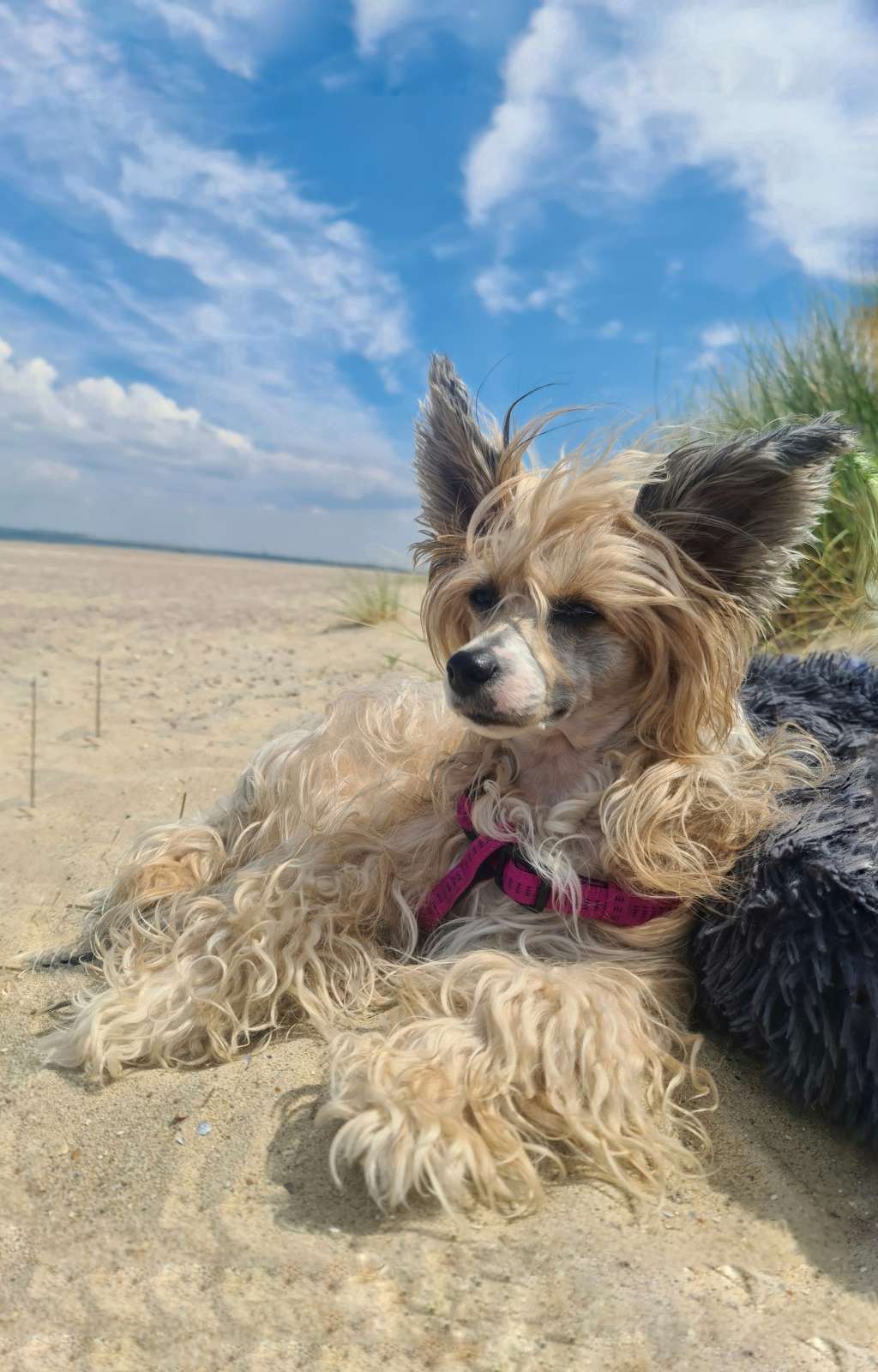 Dance With Me Princes de la Roses