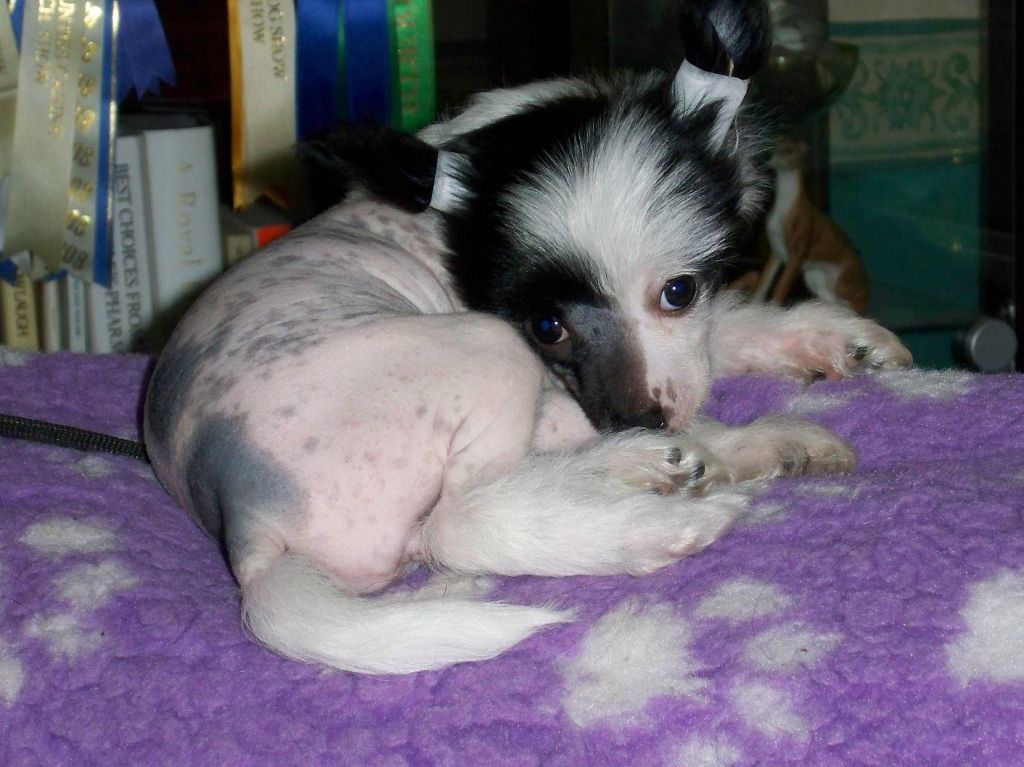 Konishiki Cherry Blossom For Shanshal