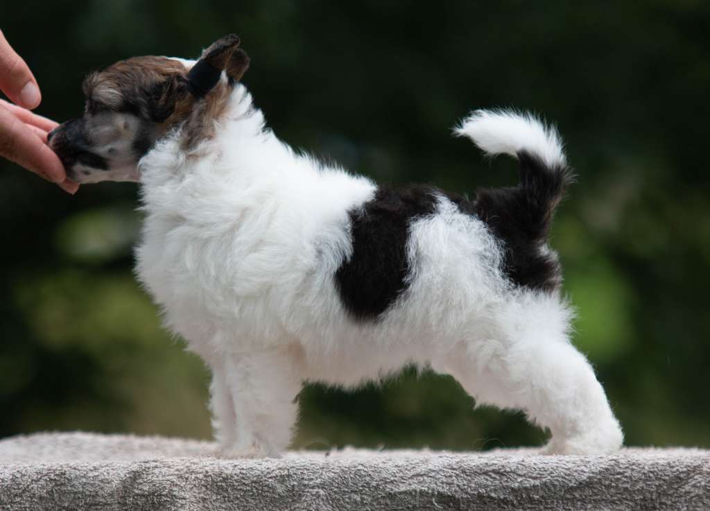 Oakcrest Born To Be Wild