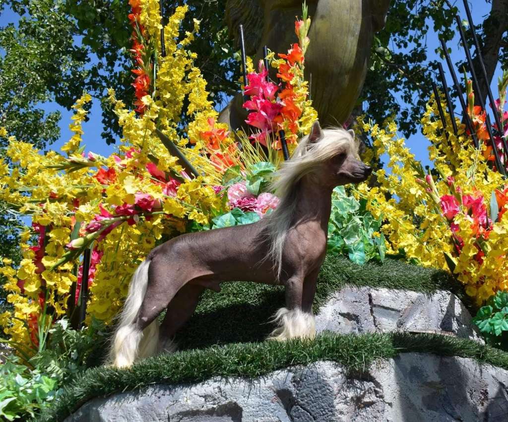 Amch Cangh Cabaret Dasha All Eyes On Me Aom