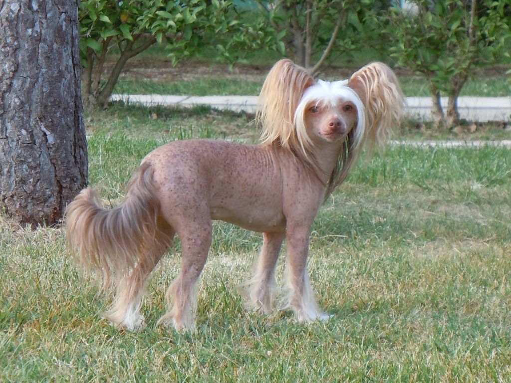 Mademoiselle Chanell Tiffany Charm You