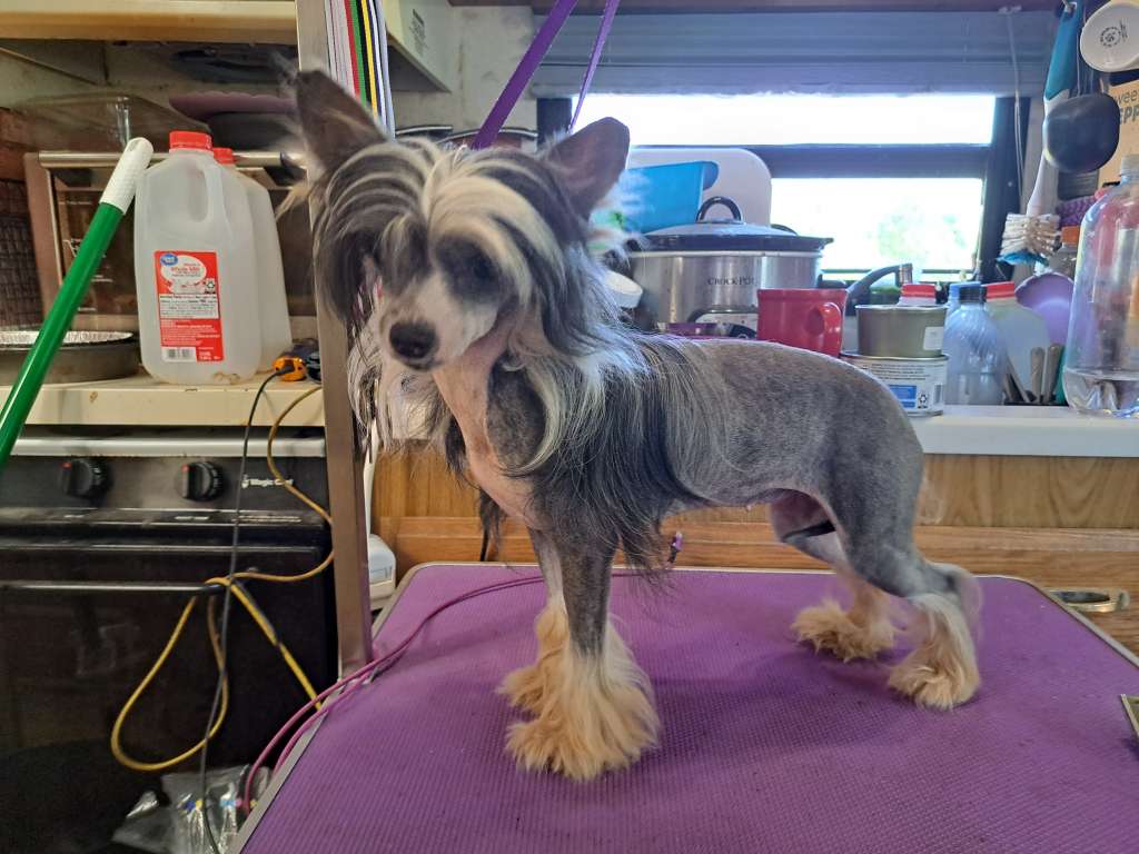 Castlecove Neytiri Na-Vi