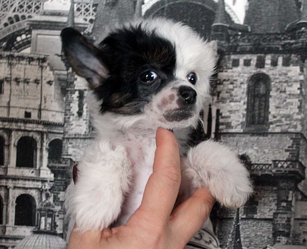 Hohlaty Glamour Aventure