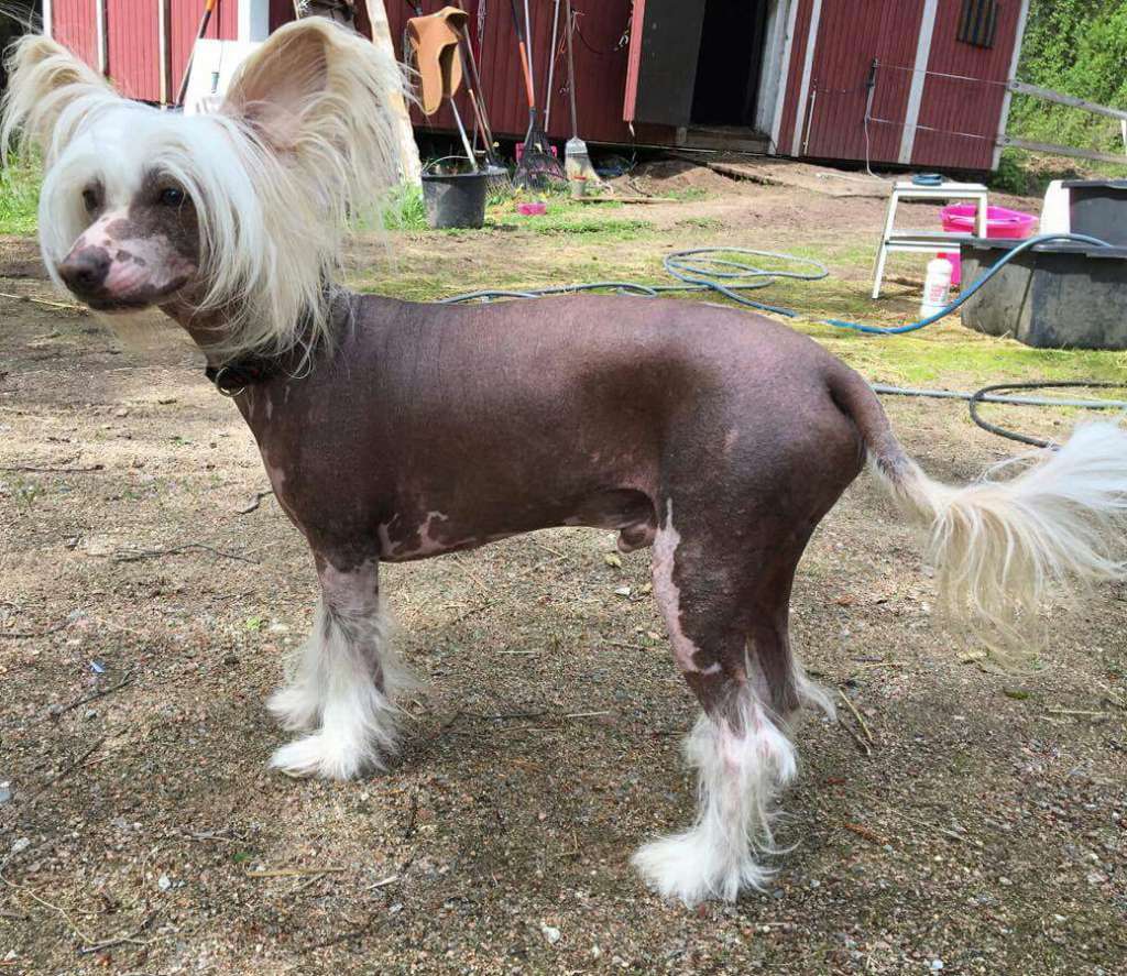 Fina'Starlight Frans