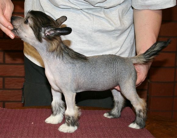 Dragon Moon Perfect Stranger