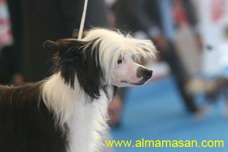 Hypnotic blak de Almamasan