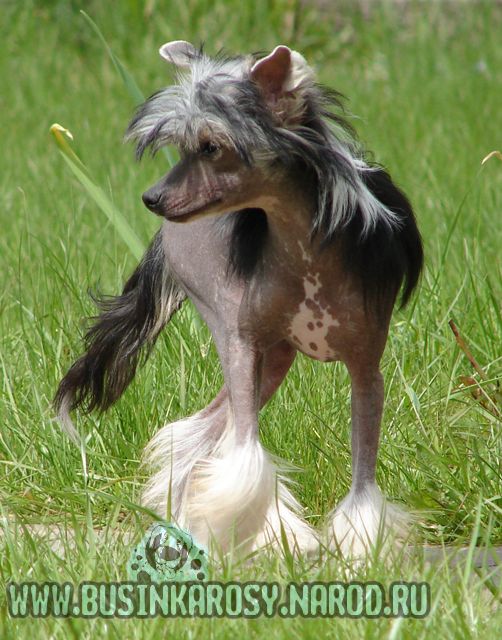 Francheska iz Jablonevogo Sada