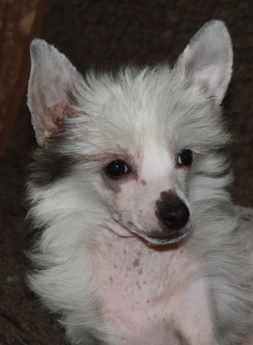 Fantazy Night Caes Olivia