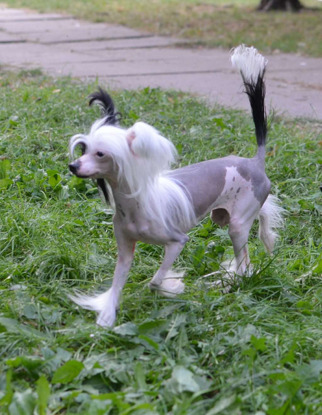 Magic of Success Ophelia