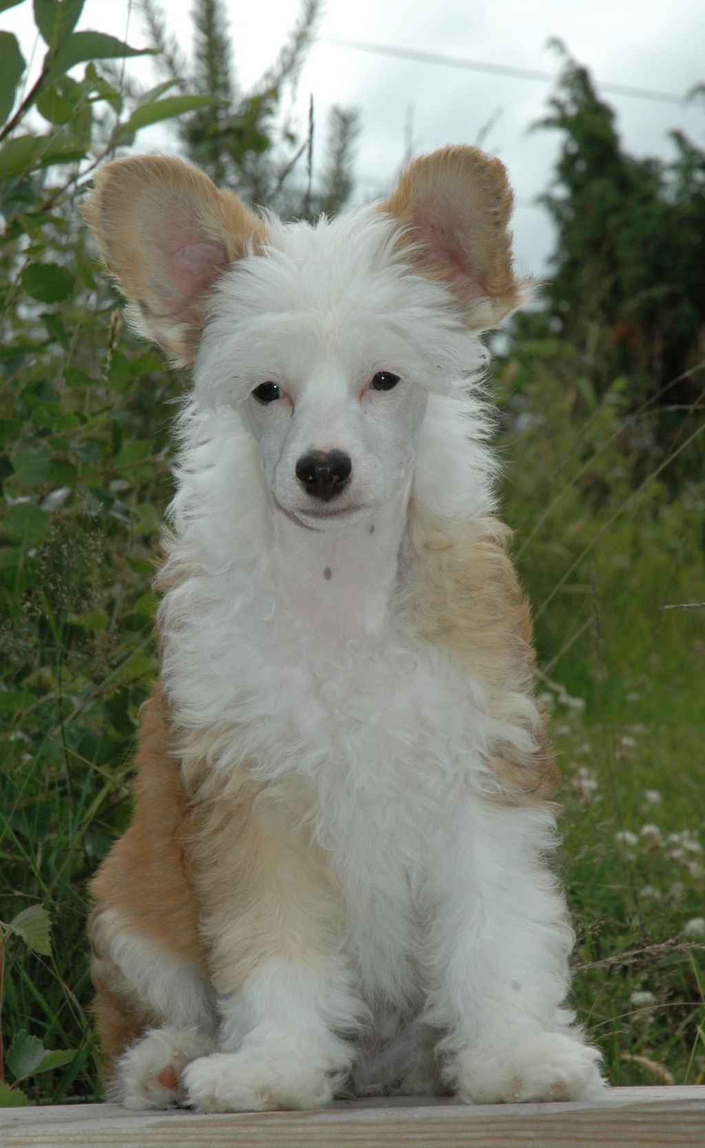 Trønderpia's Just In My Dreams