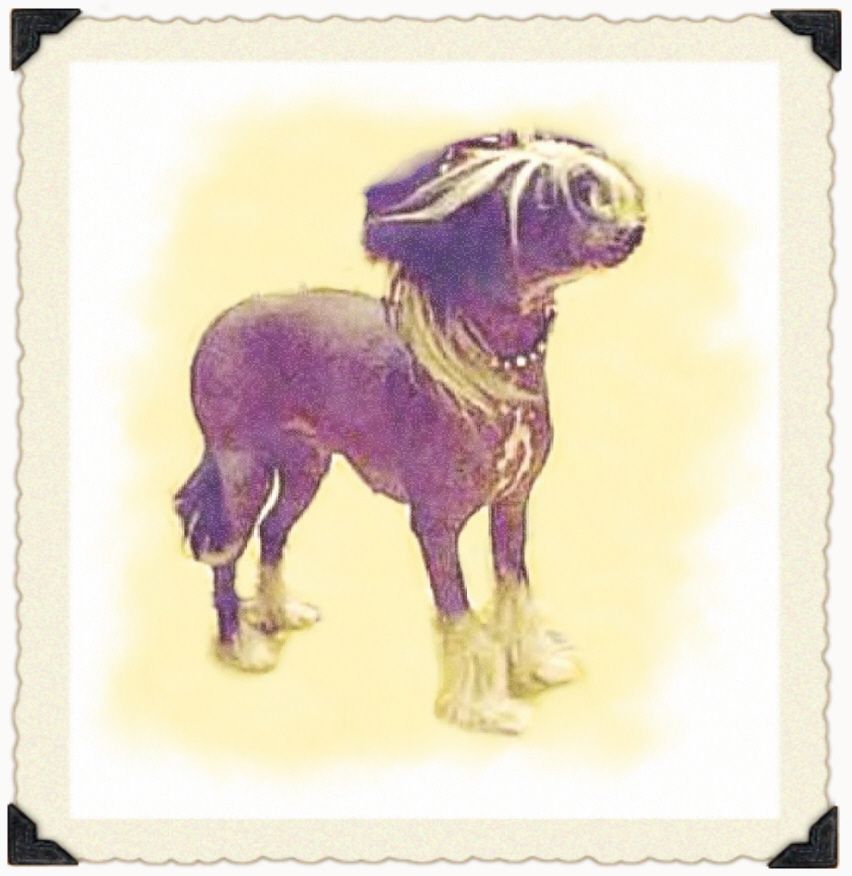 Tobore Mericrest's Black Beauty