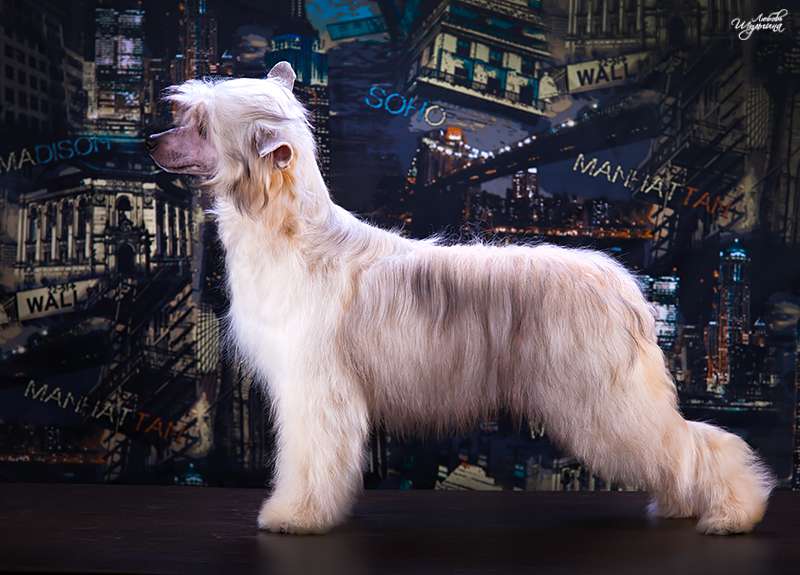 My Vanity Fair Sinty(puff)