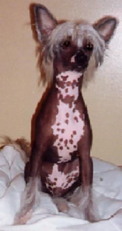 Unicorn's Linfred Lollypop