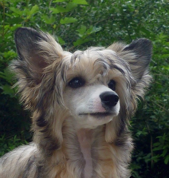 Be My Dog's Lie Detector