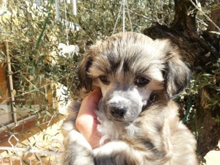 Irresistible Petite Chérie des Picholines