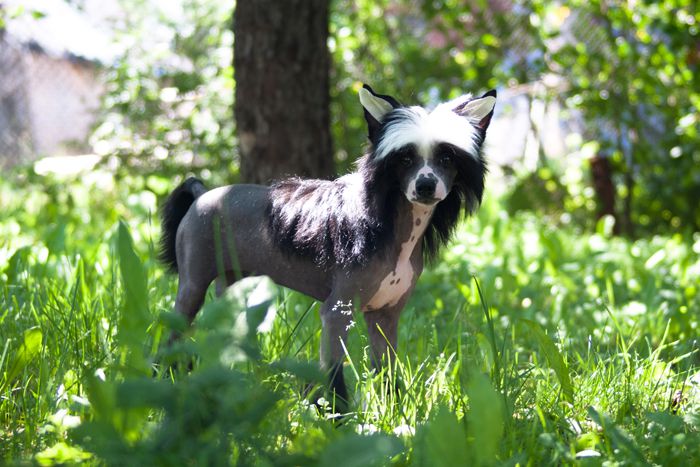 Status Imperial Idalgo