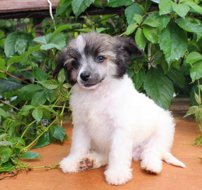 Angel O' Check Nikel