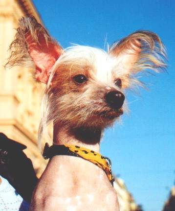 Bastien Prague Limit