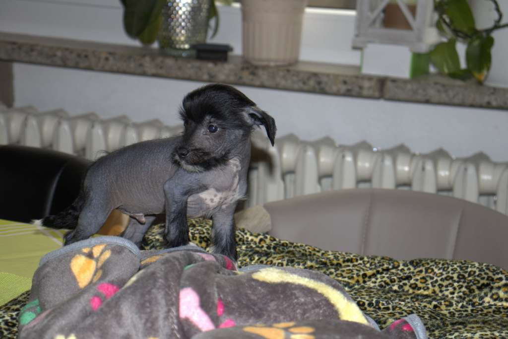 Luch's Black Guardian Daichi