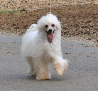 Indiana Little Champs 