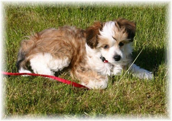 Shandor's Busy Betty